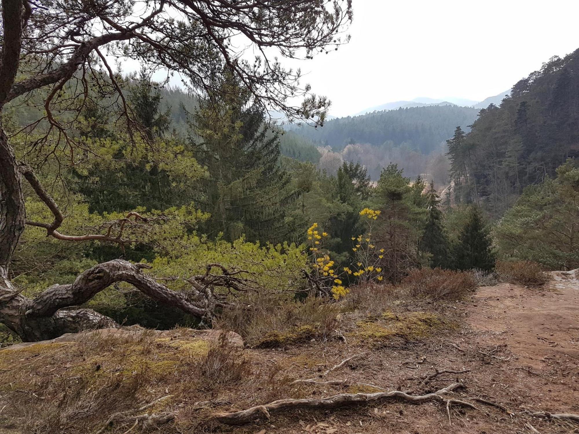 Ferienwohnung Waldliebe Hinterweidenthal Kültér fotó